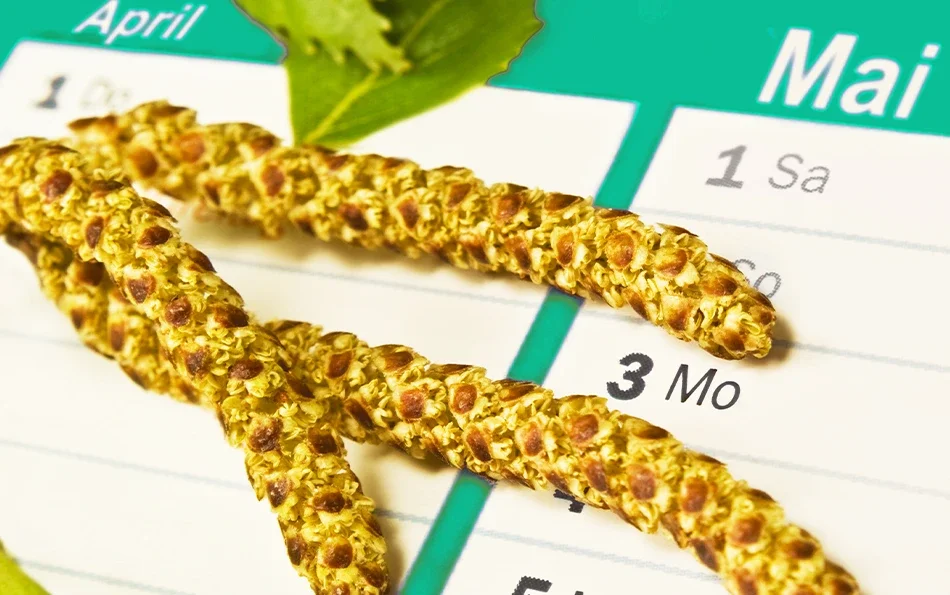 Blütenpollen vor einem Kalender